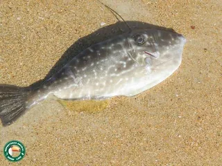 Chappal fish