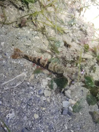 Tiger Prawn fish
