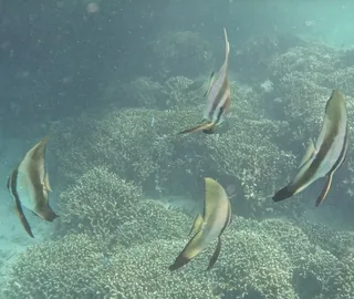 Phadda fish