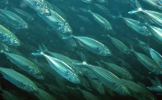 Bangda fish