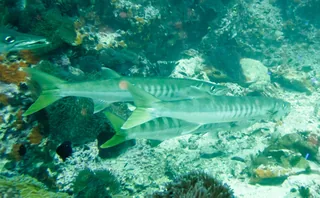 Safaid Kund fish