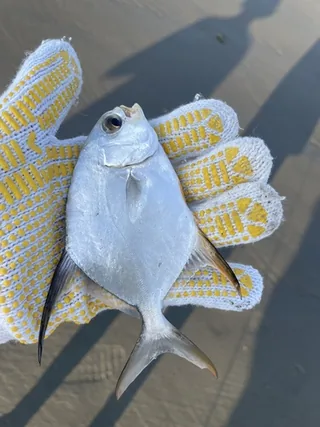 Sunab fish